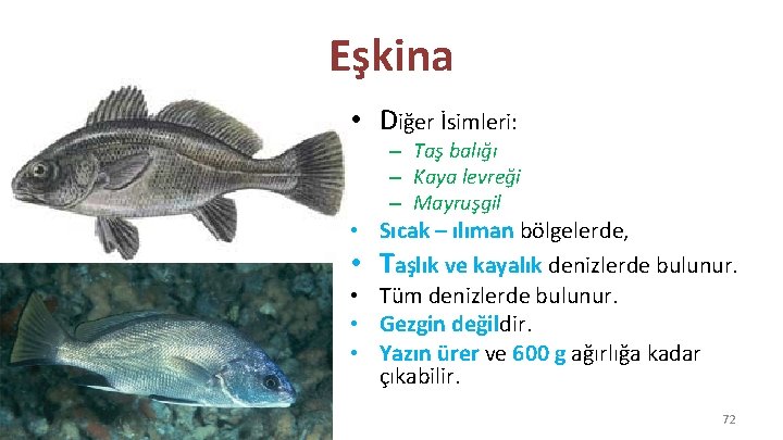 Eşkina • Diğer İsimleri: – Taş balığı – Kaya levreği – Mayruşgil • Sıcak