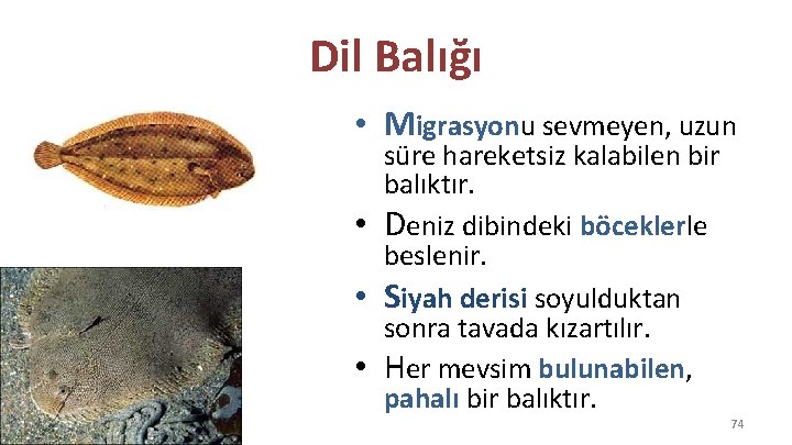 Dil Balığı • Migrasyonu sevmeyen, uzun • • • süre hareketsiz kalabilen bir balıktır.