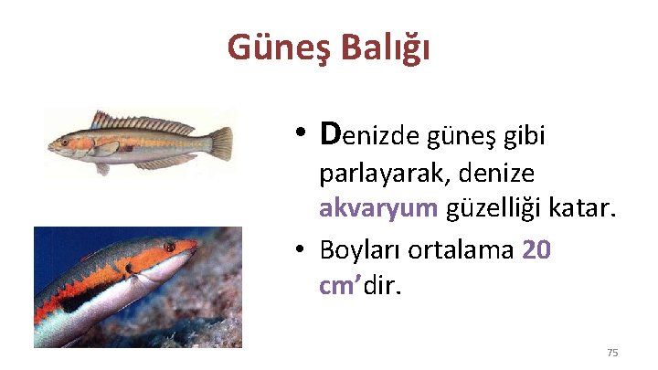 Güneş Balığı • Denizde güneş gibi parlayarak, denize akvaryum güzelliği katar. • Boyları ortalama
