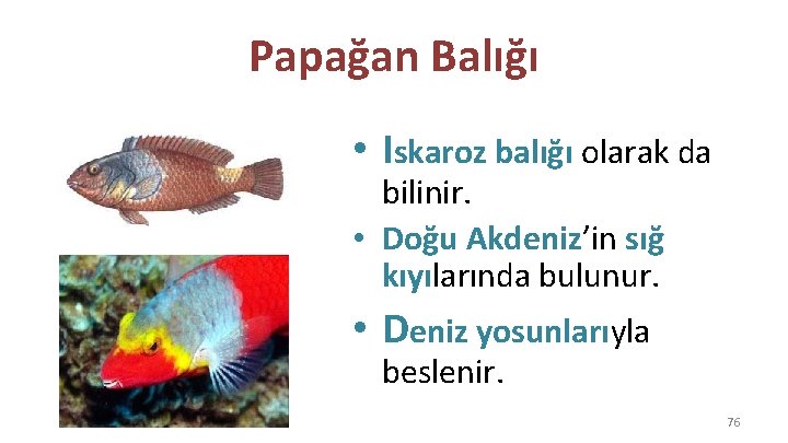 Papağan Balığı • Iskaroz balığı olarak da bilinir. • Doğu Akdeniz’in sığ kıyılarında bulunur.