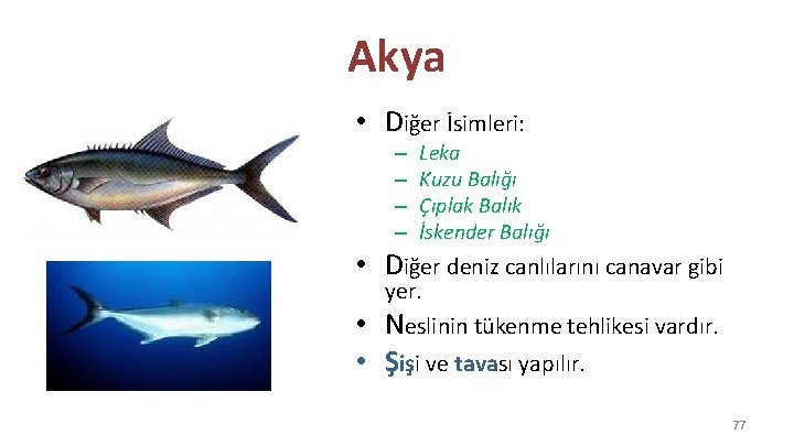 Akya • Diğer İsimleri: – – Leka Kuzu Balığı Çıplak Balık İskender Balığı •