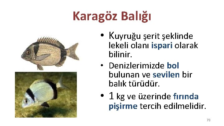 Karagöz Balığı • Kuyruğu şerit şeklinde lekeli olanı ispari olarak bilinir. • Denizlerimizde bol