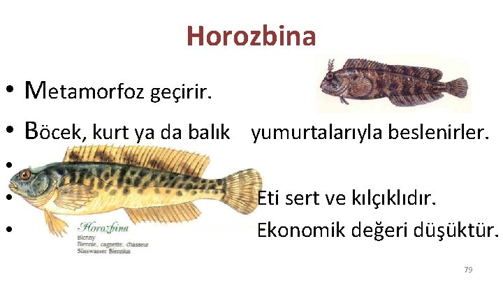 Horozbina • Metamorfoz geçirir. • Böcek, kurt ya da balık yumurtalarıyla beslenirler. • Eti