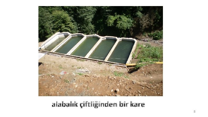  alabalık çiftliğinden bir kare 8 