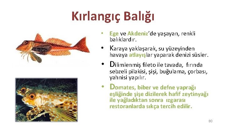 Kırlangıç Balığı • Ege ve Akdeniz’de yaşayan, renkli balıklardır. • Karaya yaklaşarak, su yüzeyinden