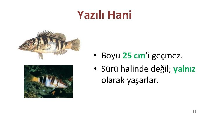 Yazılı Hani • Boyu 25 cm’i geçmez. • Sürü halinde değil; yalnız olarak yaşarlar.