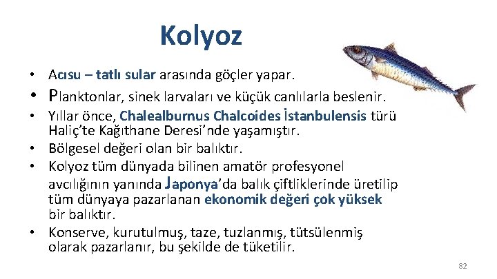 Kolyoz • Acısu – tatlı sular arasında göçler yapar. • Planktonlar, sinek larvaları ve