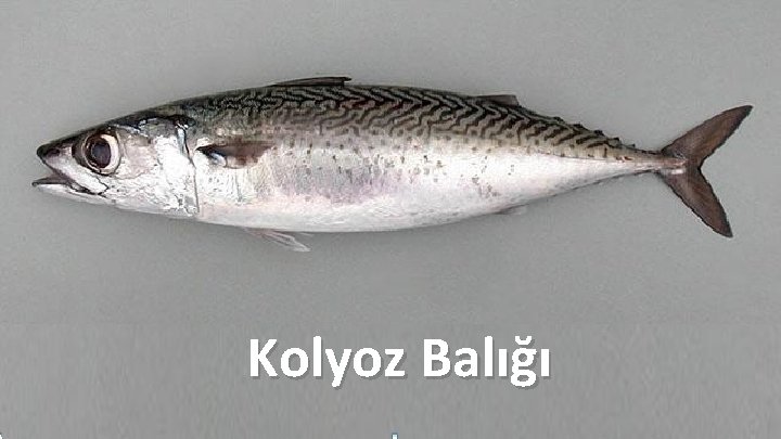 Kolyoz Balığı 83 