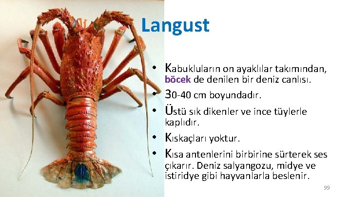 Langust • Kabukluların on ayaklılar takımından, böcek de denilen bir deniz canlısı. 30 -40