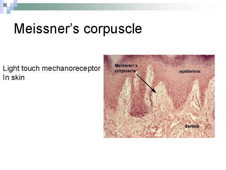 Meissner’s corpuscle Light touch mechanoreceptor In skin 