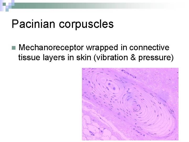 Pacinian corpuscles n Mechanoreceptor wrapped in connective tissue layers in skin (vibration & pressure)