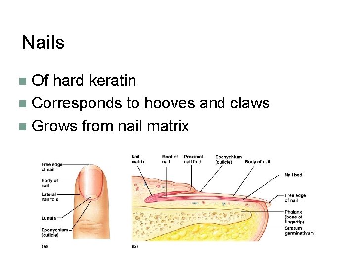 Nails Of hard keratin n Corresponds to hooves and claws n Grows from nail
