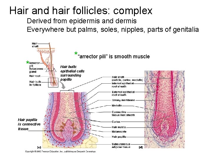 Hair and hair follicles: complex Derived from epidermis and dermis Everywhere but palms, soles,