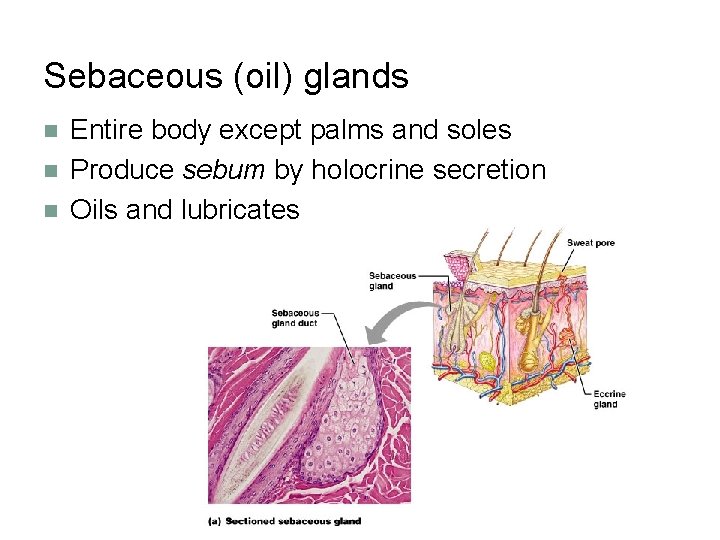 Sebaceous (oil) glands n n n Entire body except palms and soles Produce sebum