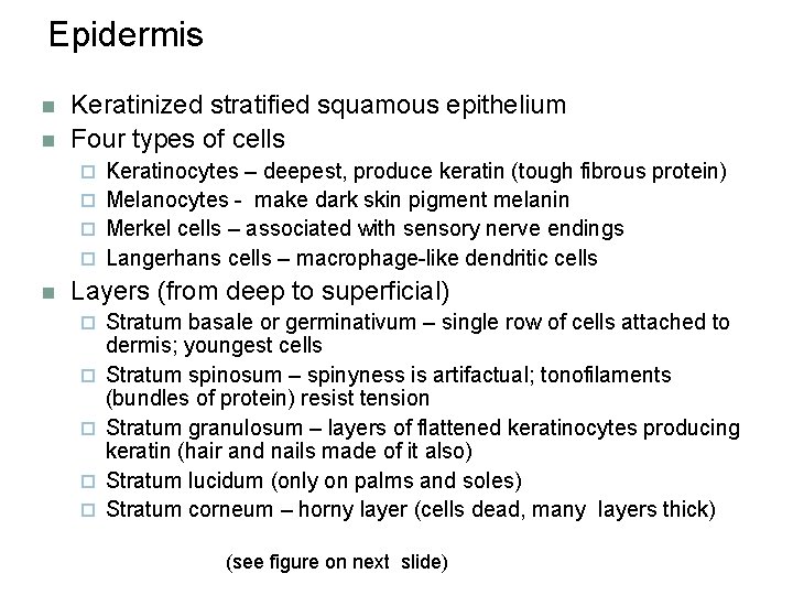 Epidermis n n Keratinized stratified squamous epithelium Four types of cells Keratinocytes – deepest,