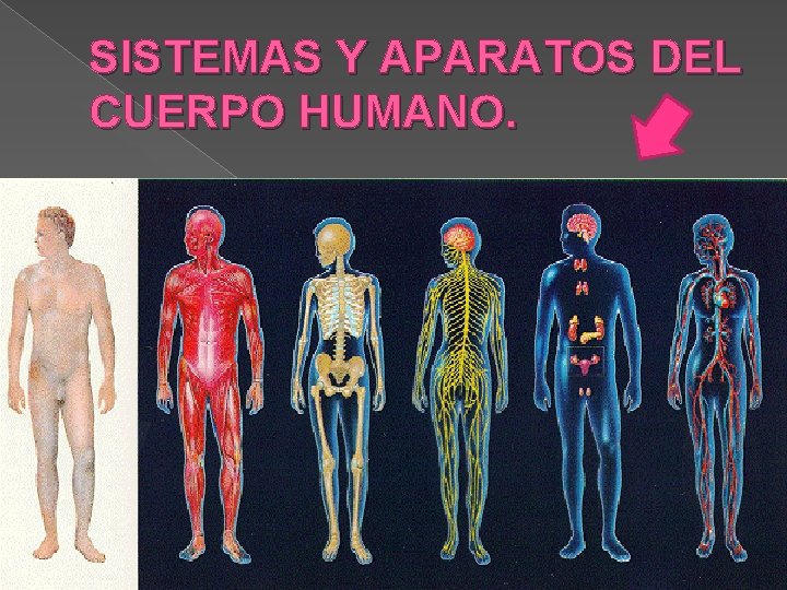 SISTEMAS Y APARATOS DEL CUERPO HUMANO. 