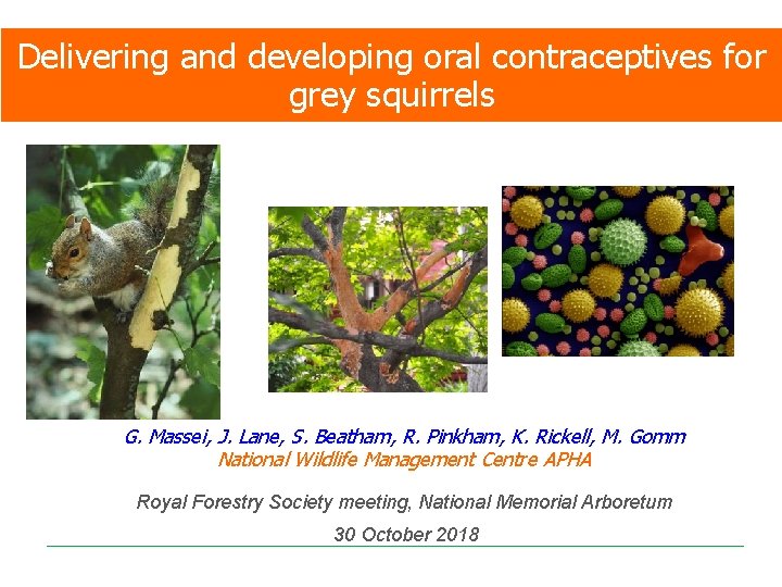 Delivering and developing oral contraceptives for grey squirrels G. Massei, J. Lane, S. Beatham,