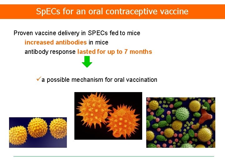 Sp. ECs for an oral contraceptive vaccine Proven vaccine delivery in SPECs fed to