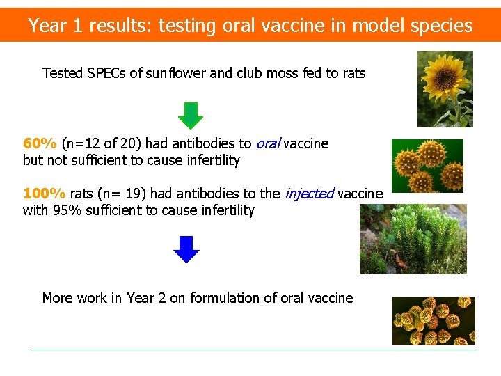 Year 1 results: testing oral vaccine in model species Tested SPECs of sunflower and