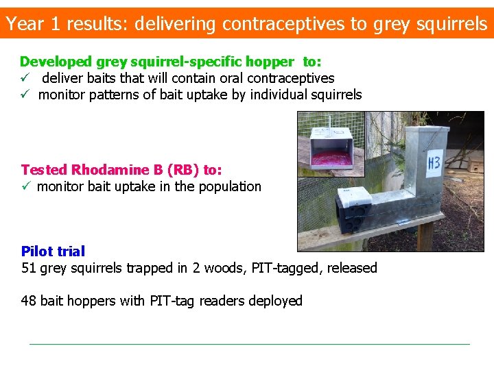 Year 1 results: delivering contraceptives to grey squirrels Developed grey squirrel-specific hopper to: ü