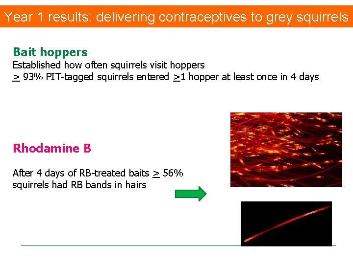Year 1 results: delivering contraceptives to grey squirrels Bait hoppers Established how often squirrels