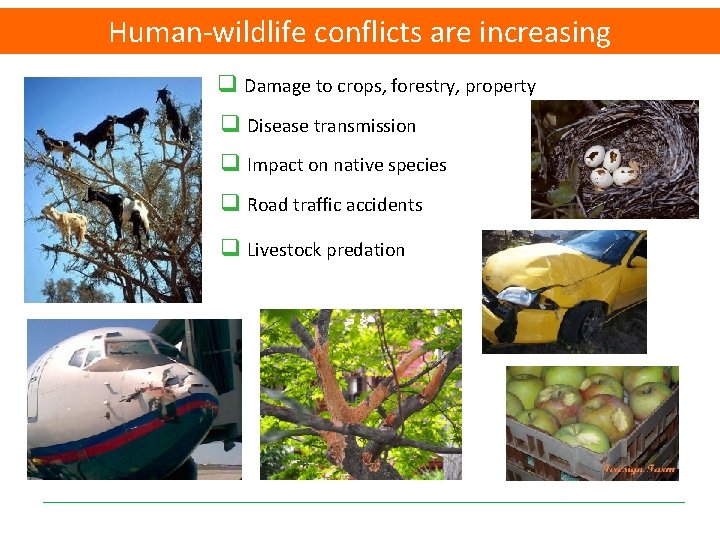 Human-wildlife conflicts are increasing q Damage to crops, forestry, property q Disease transmission q