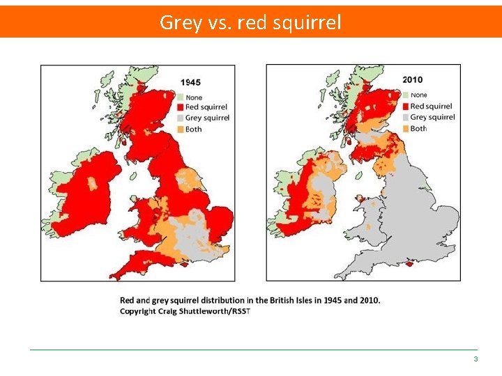 Grey vs. red squirrel 3 