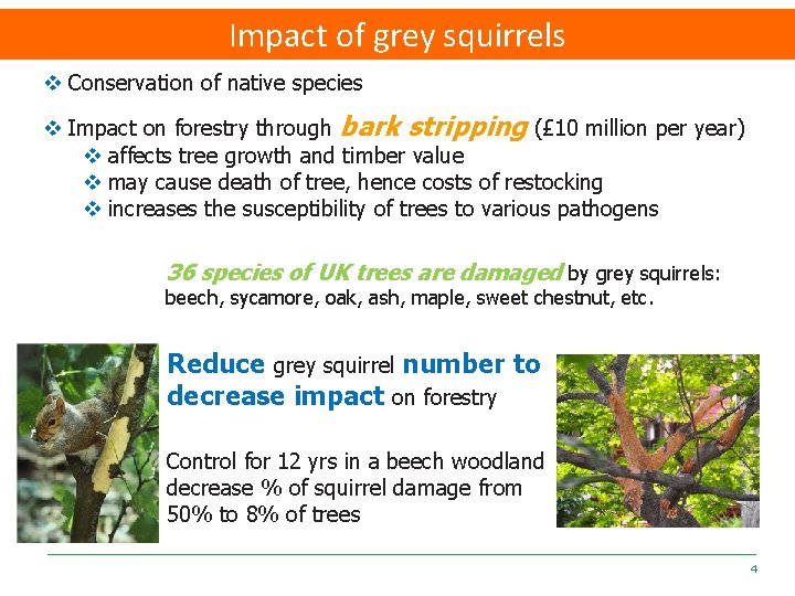 Impact of grey squirrels v Conservation of native species v Impact on forestry through