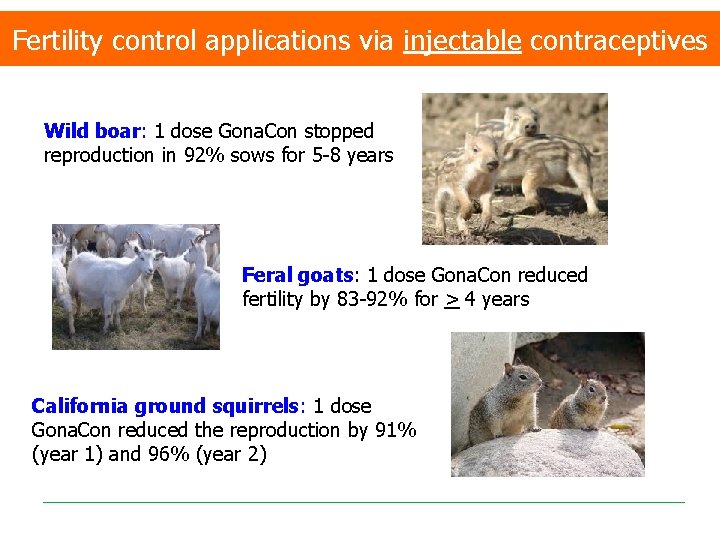 Fertility control applications via injectable contraceptives Wild boar: 1 dose Gona. Con stopped reproduction