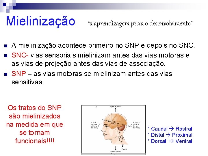 Mielinização “a aprendizagem puxa o desenvolvimento” n n n A mielinização acontece primeiro no