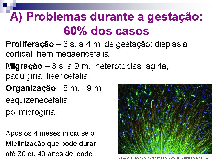 A) Problemas durante a gestação: 60% dos casos Proliferação – 3 s. a 4