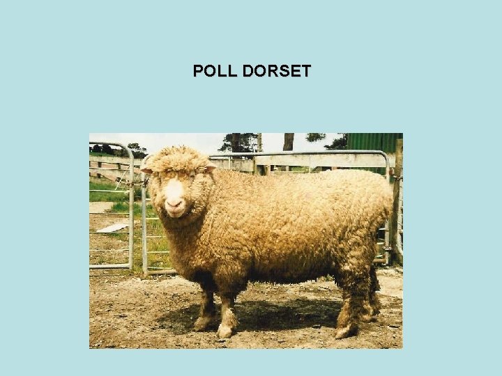 POLL DORSET 