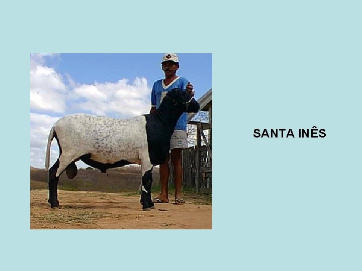 SANTA INÊS 