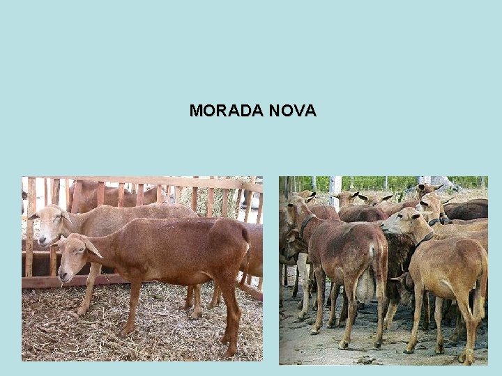 MORADA NOVA 