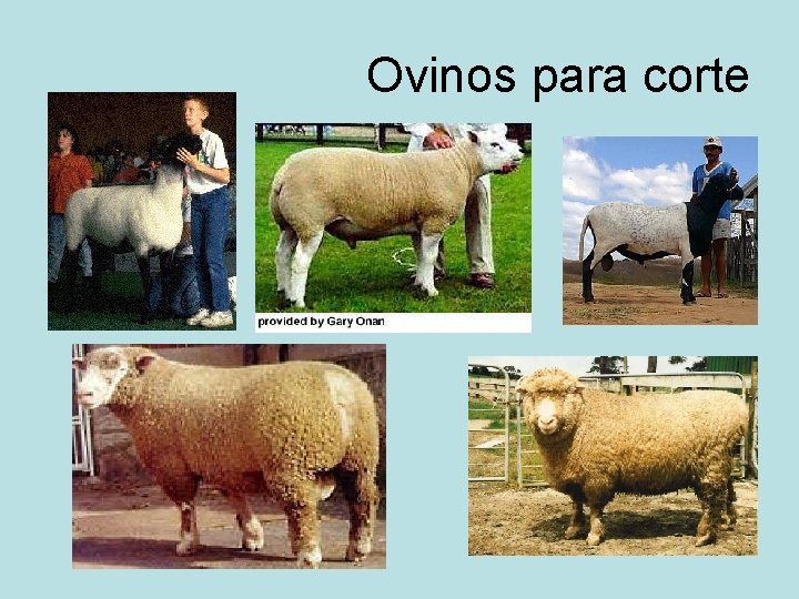 Ovinos para corte 