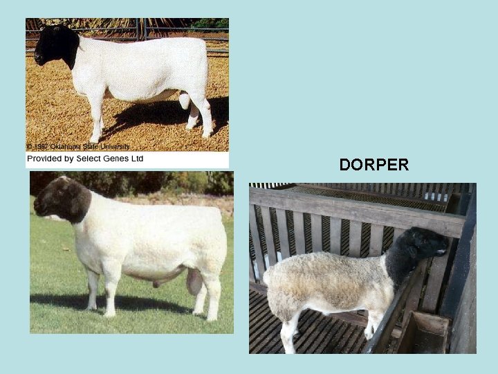 DORPER 