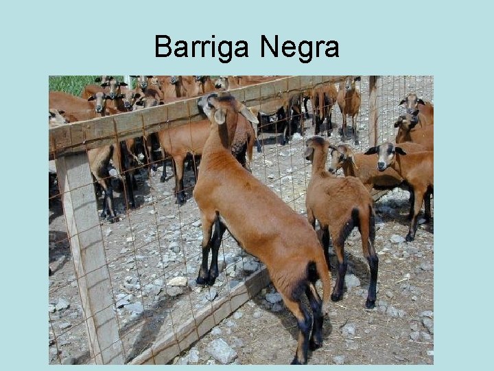 Barriga Negra 