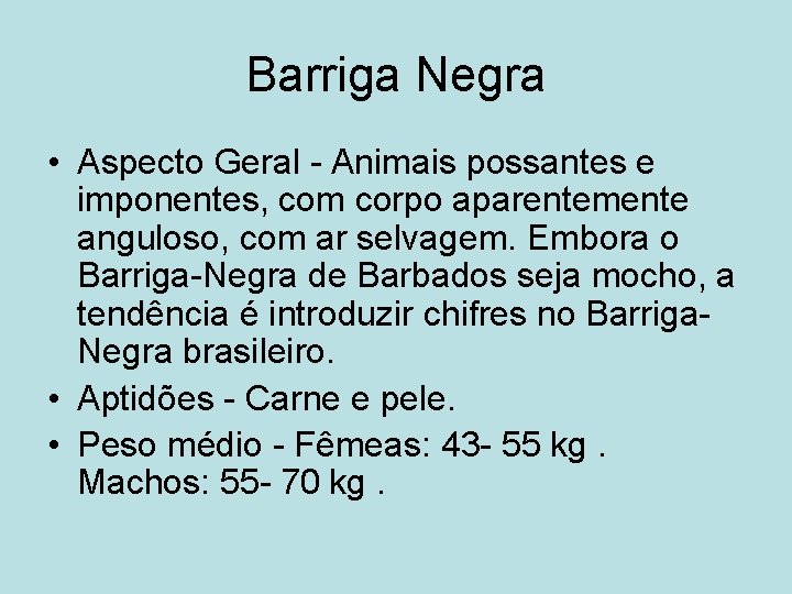 Barriga Negra • Aspecto Geral - Animais possantes e imponentes, com corpo aparentemente anguloso,