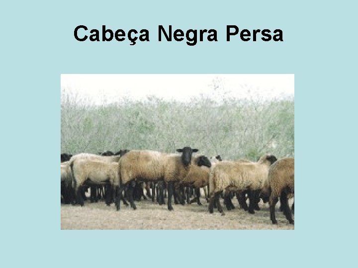 Cabeça Negra Persa 