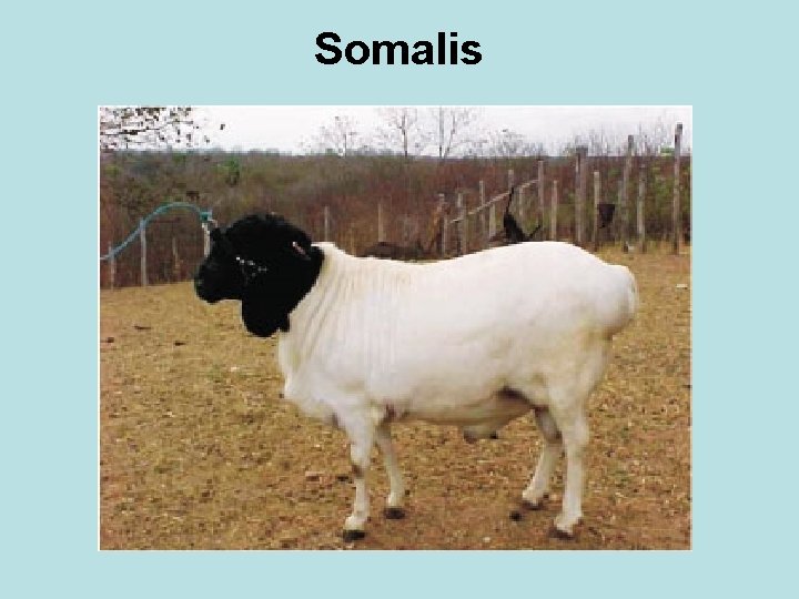 Somalis 