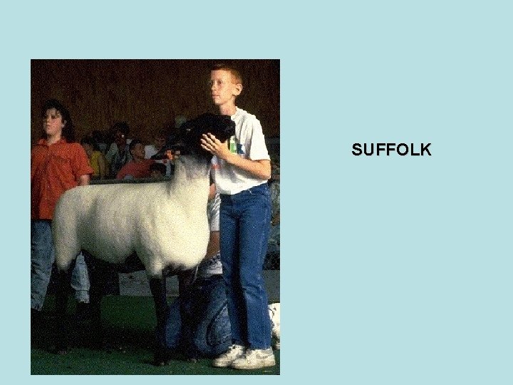 SUFFOLK 