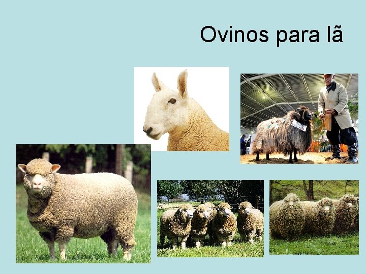 Ovinos para lã 