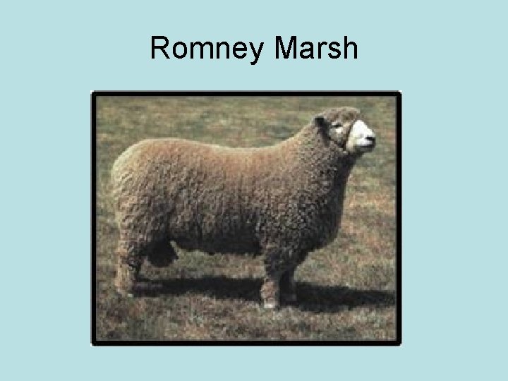 Romney Marsh 