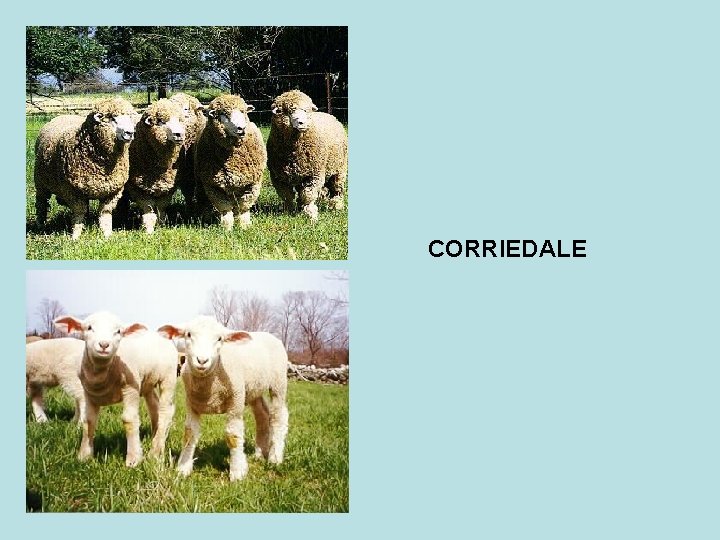 CORRIEDALE 