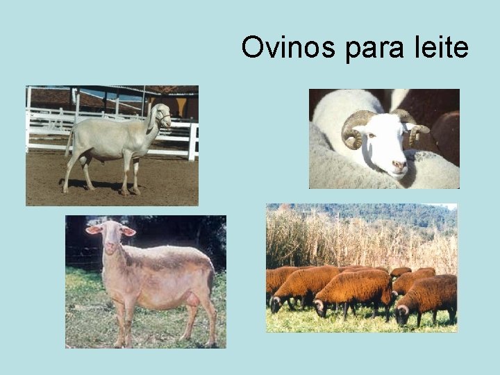 Ovinos para leite 