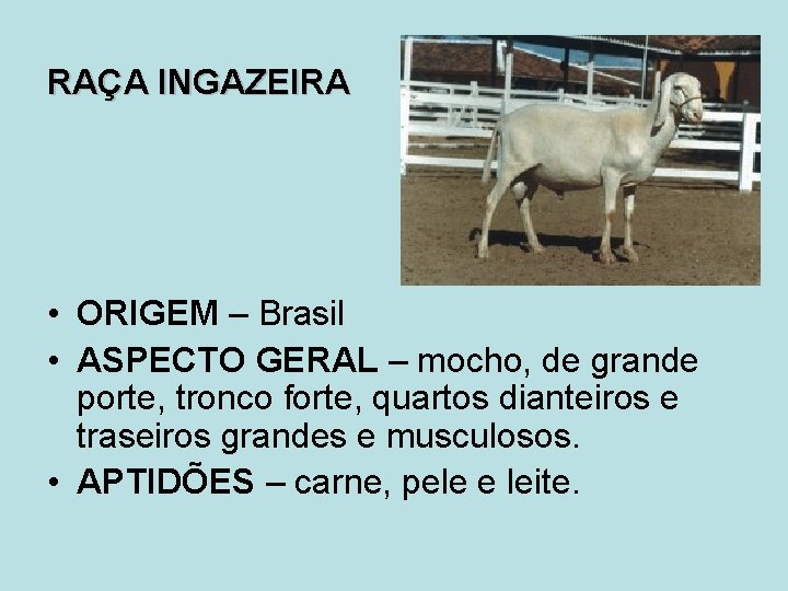 RAÇA INGAZEIRA • ORIGEM – Brasil • ASPECTO GERAL – mocho, de grande porte,