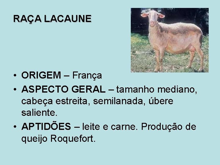 RAÇA LACAUNE • ORIGEM – França • ASPECTO GERAL – tamanho mediano, cabeça estreita,