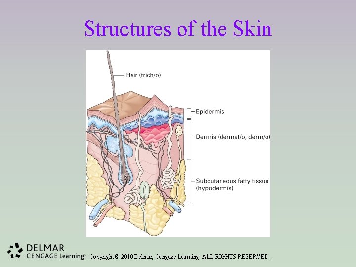 Structures of the Skin Copyright © 2010 Delmar, Cengage Learning. ALL RIGHTS RESERVED. 