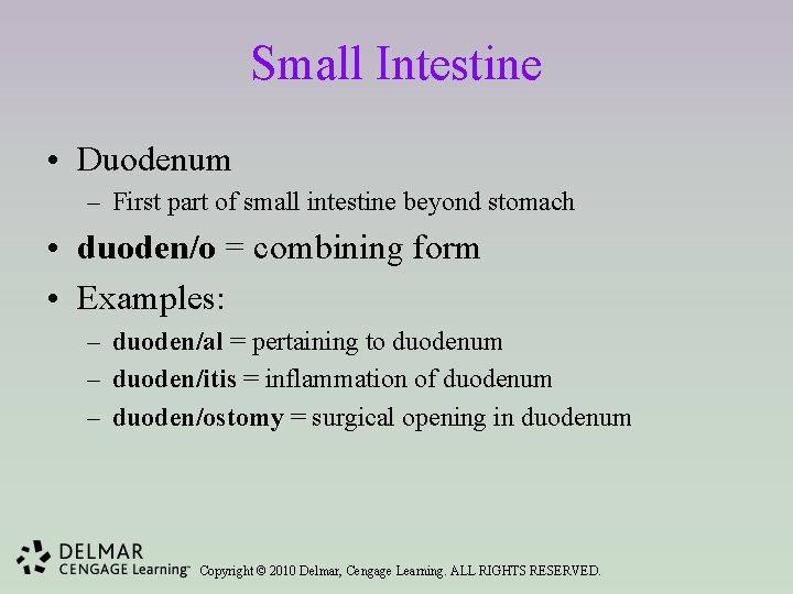 Small Intestine • Duodenum – First part of small intestine beyond stomach • duoden/o