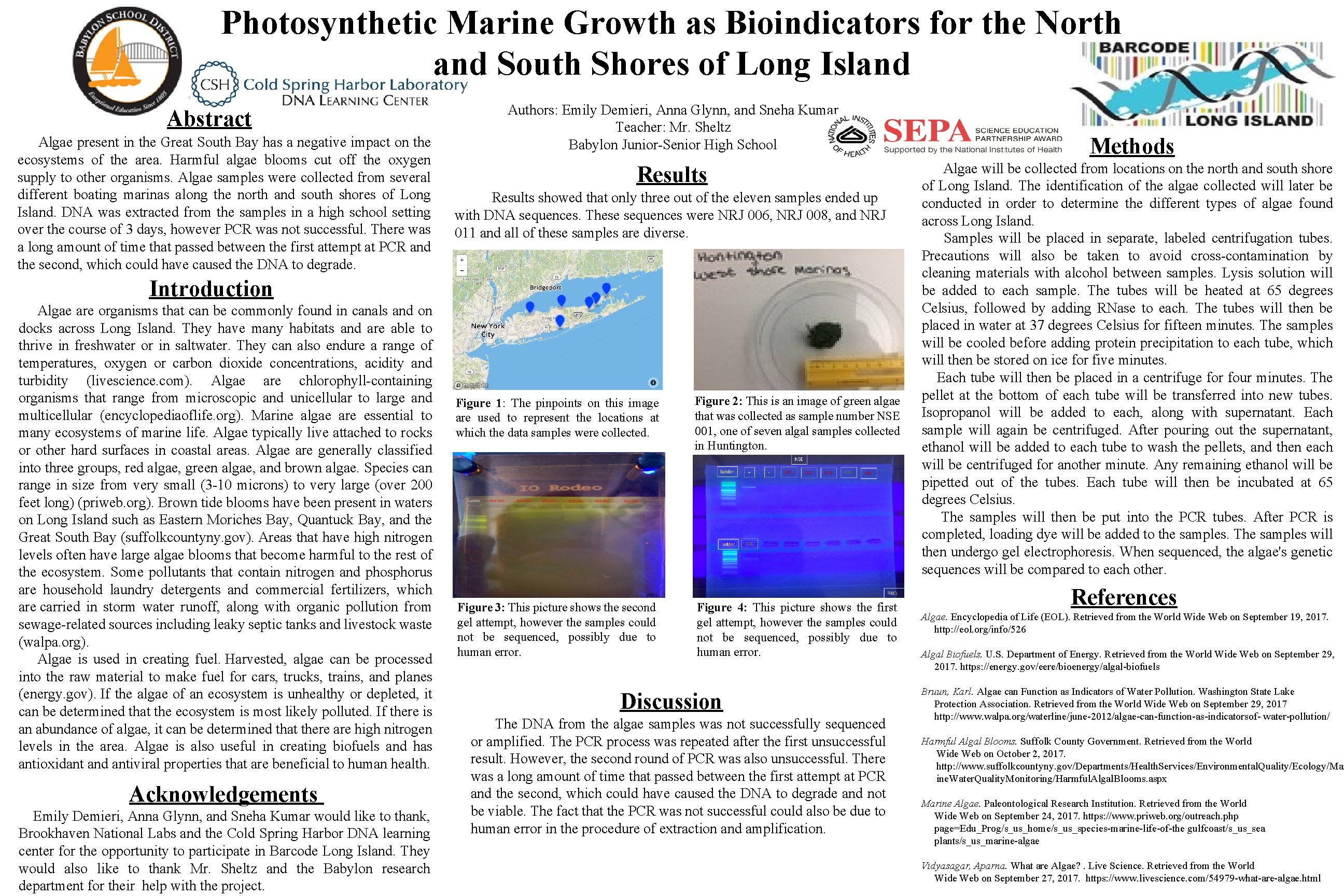 Photosynthetic Marine Growth as Bioindicators for the North and South Shores of Long Island Photosynthetic Marine Growth as Bioindicators for the North and South Shores of Long Island